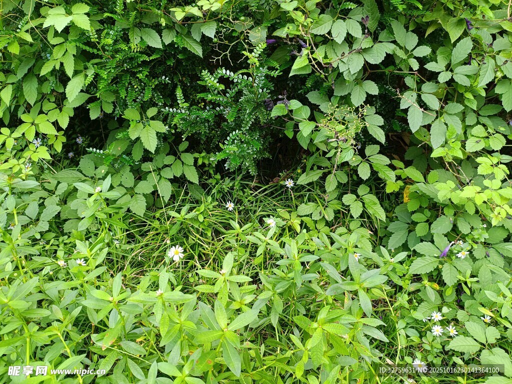 翠绿繁茂的藤蔓植物景观
