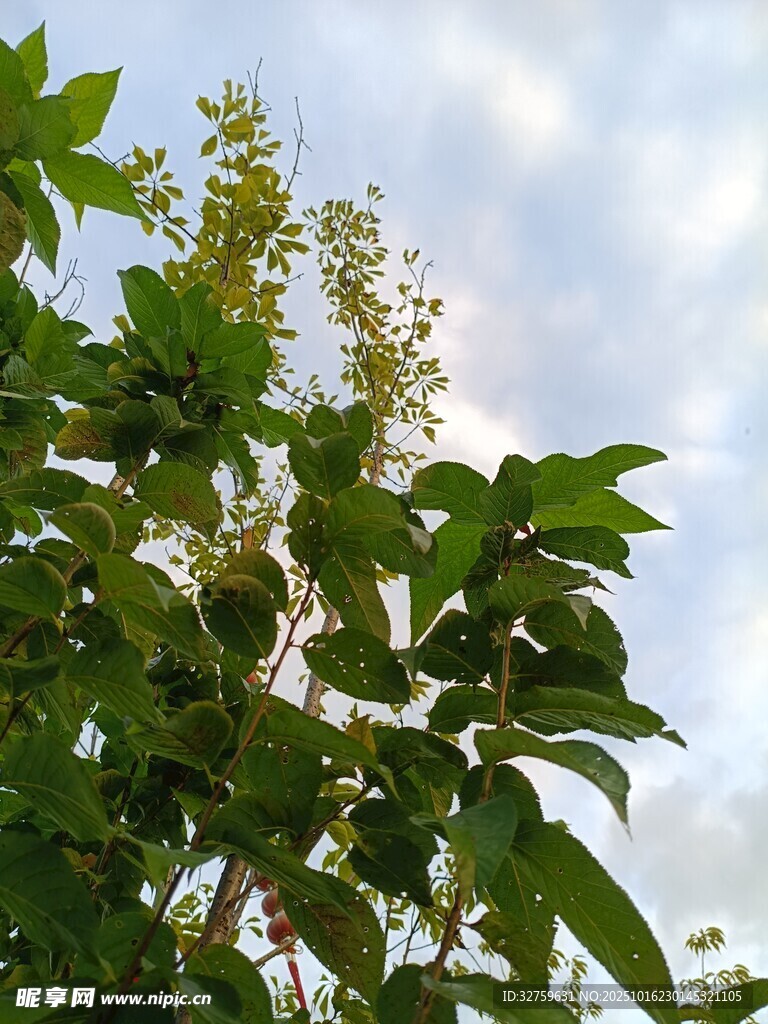 绿叶繁花映蓝天