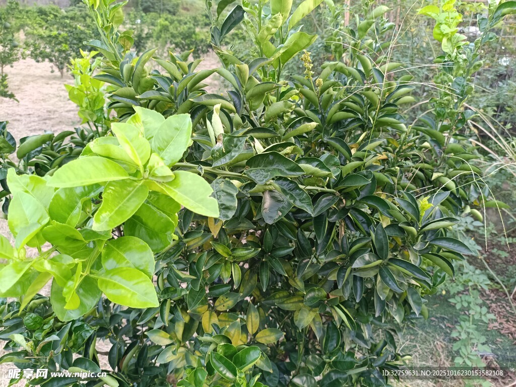 绿叶繁茂的绿植景观