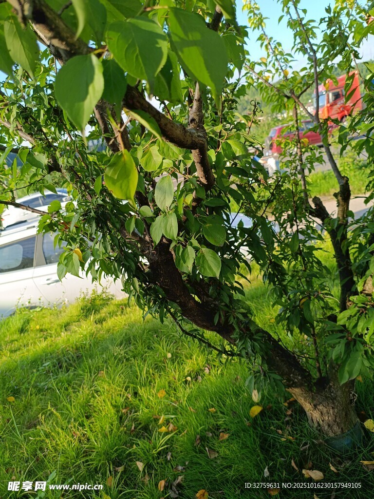 绿叶繁茂的树