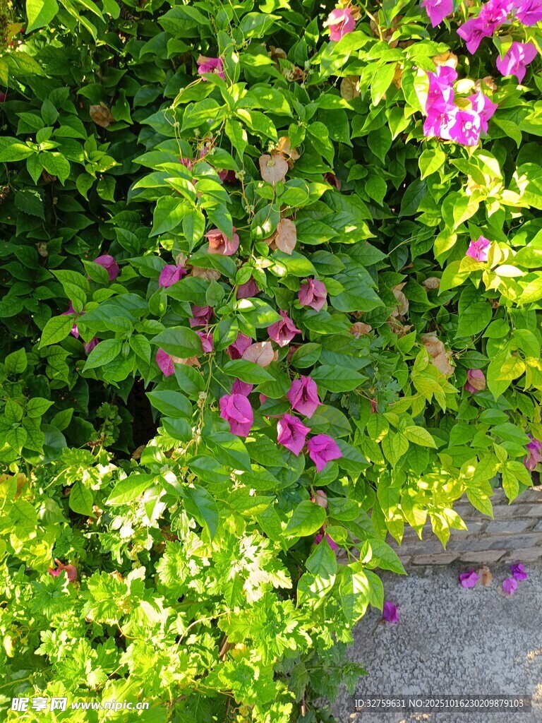 绿叶间绽放的娇艳紫花