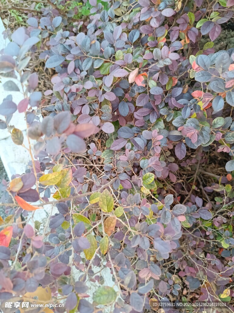多彩斑斓的植物叶片景观