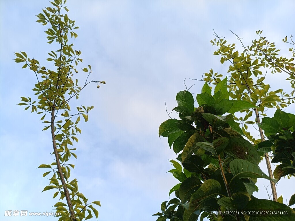 蓝天映衬下的翠绿植物