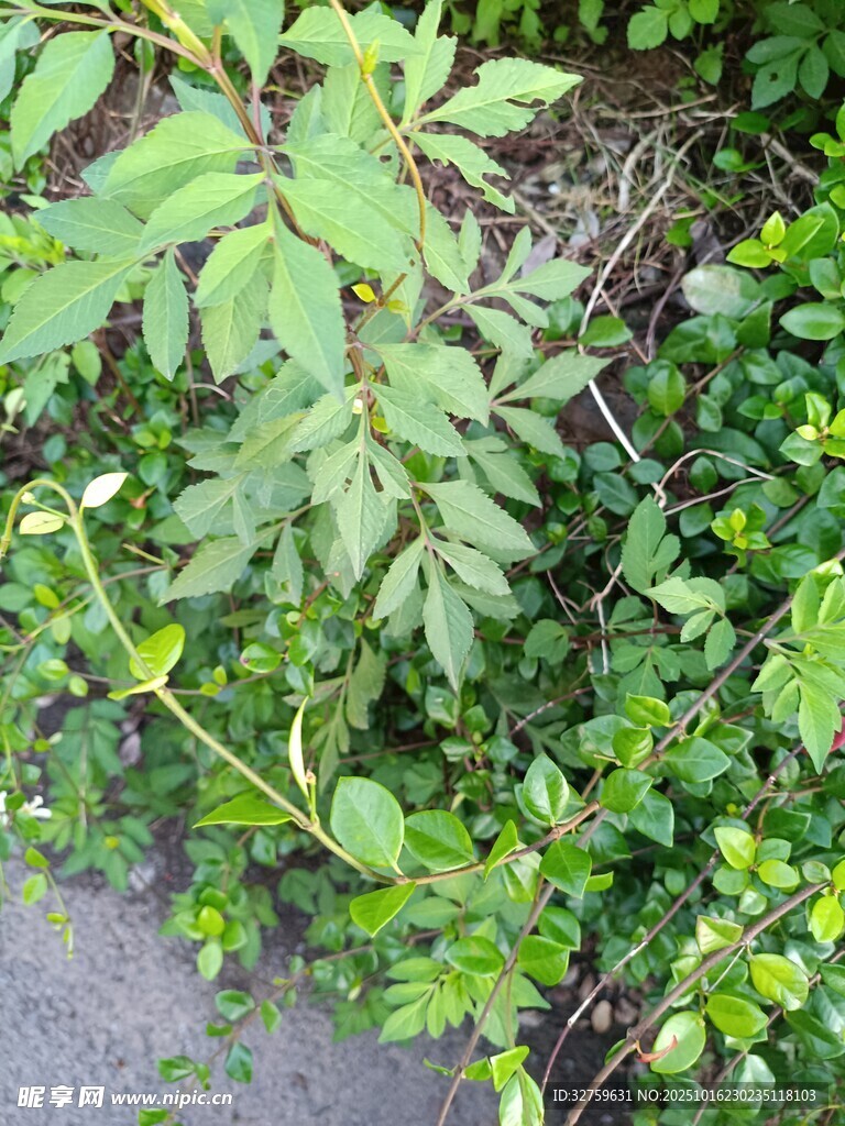 路边绿植特写