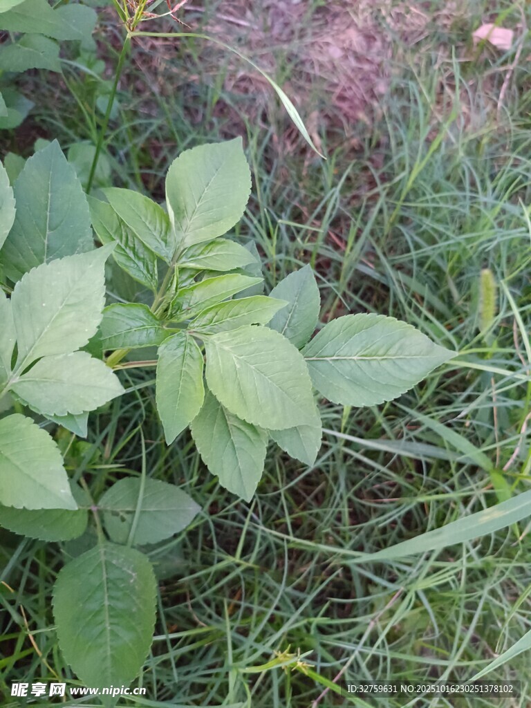 绿叶植物生长于草丛中