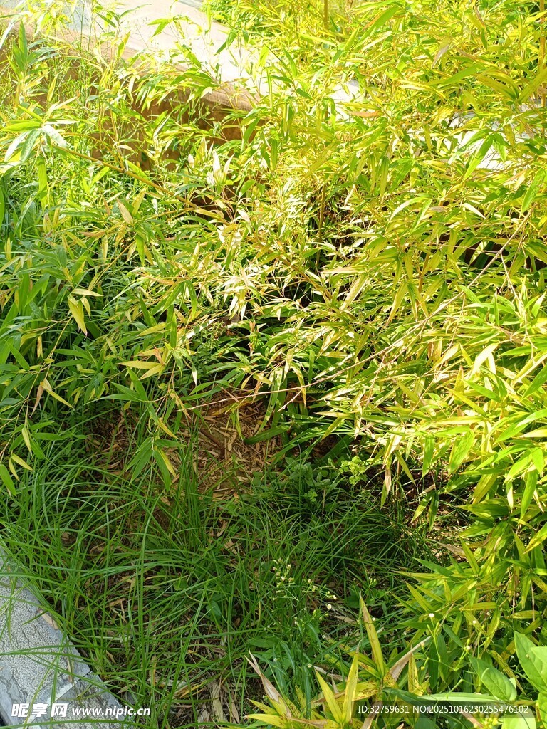 翠绿草丛中的自然景致
