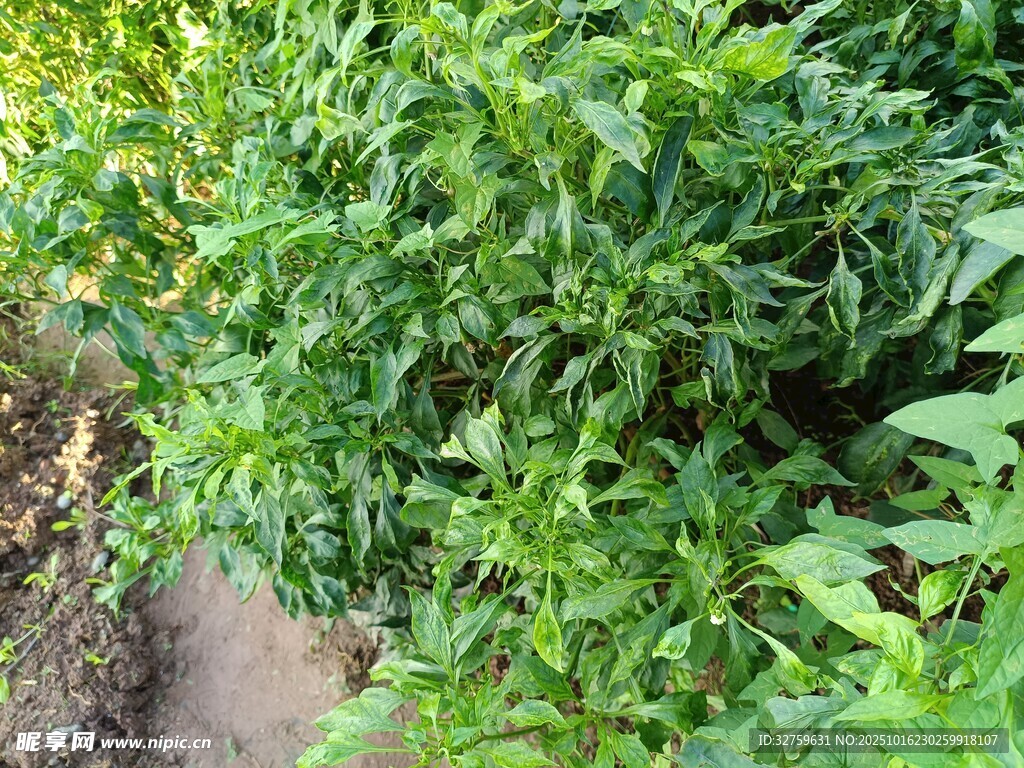 田间茂盛的绿色植物