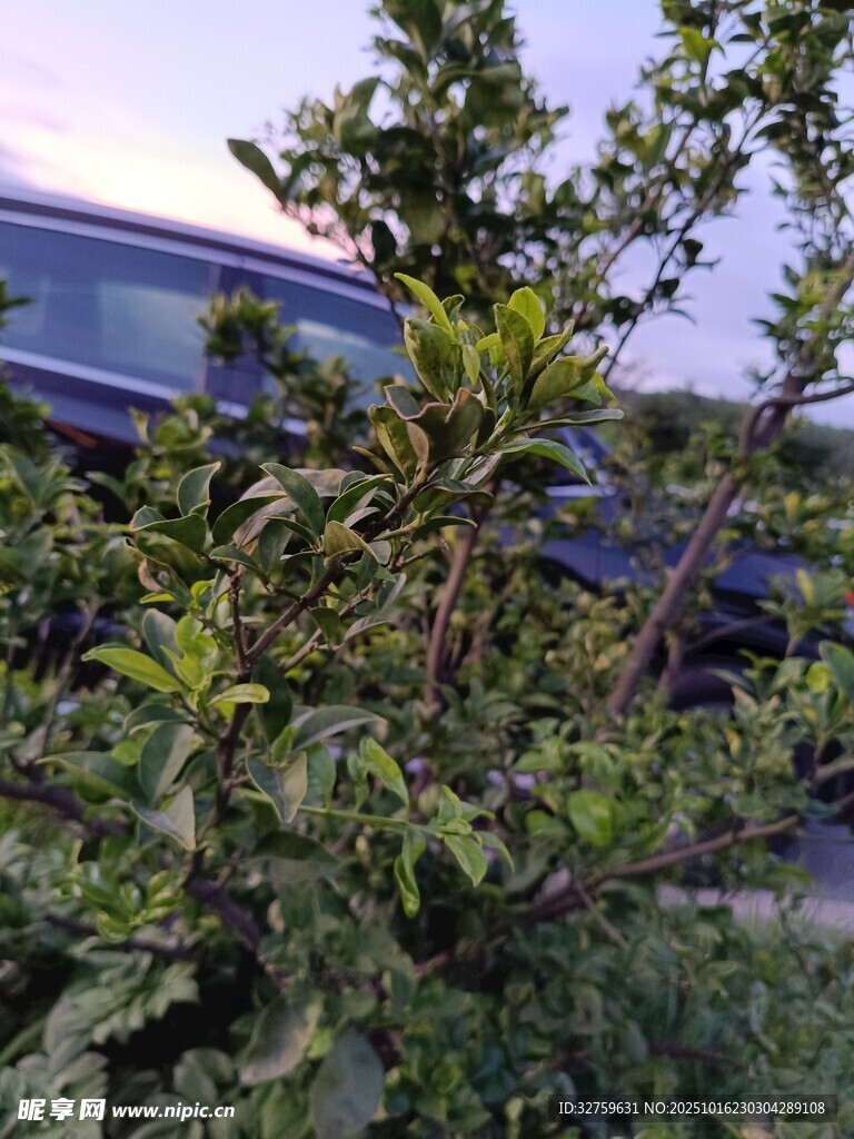 车旁绿植景观