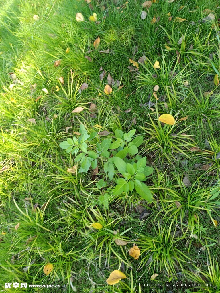 阳光下的草地与零星小花