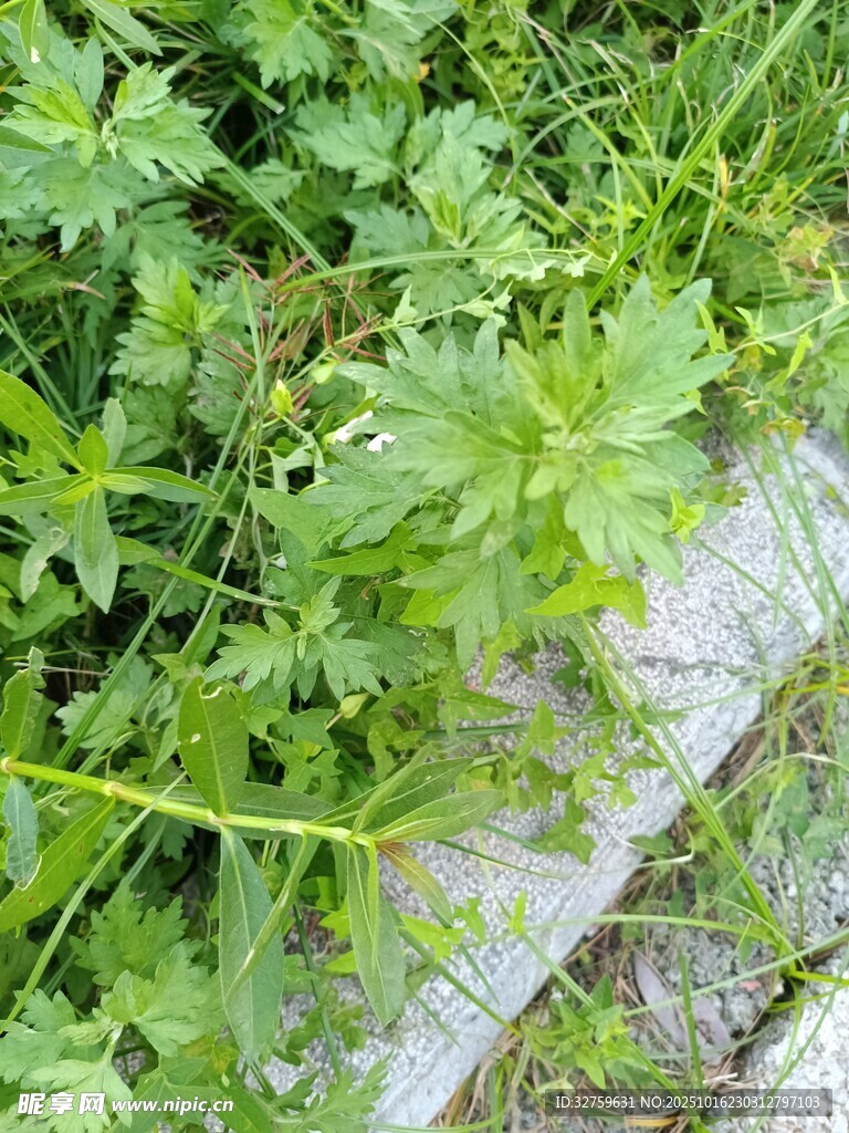 路边生长的嫩绿植物