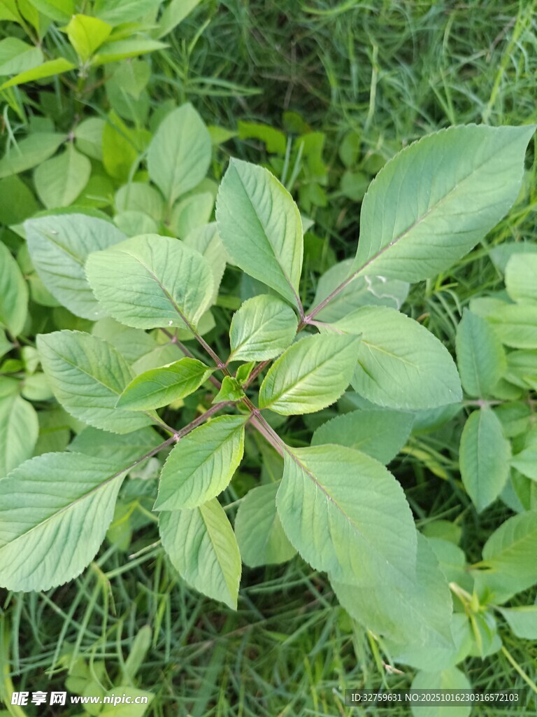 绿叶植物特写