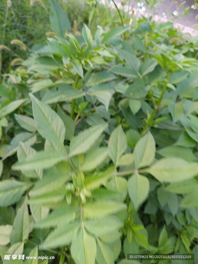 绿叶繁茂的植物