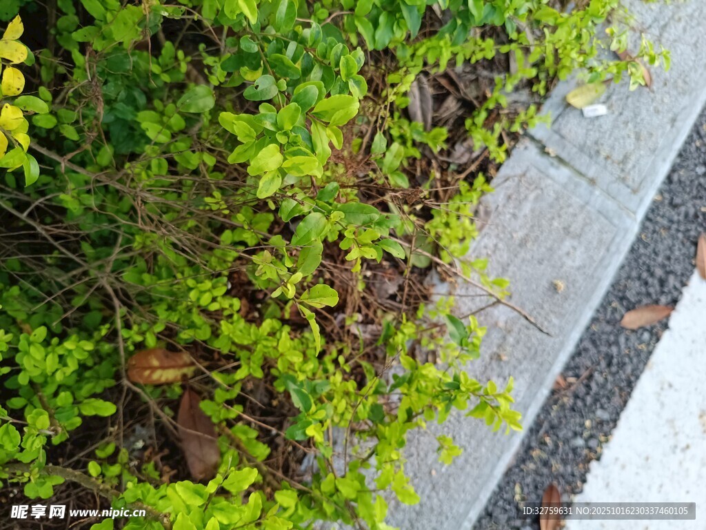路边绿植与灰色步道