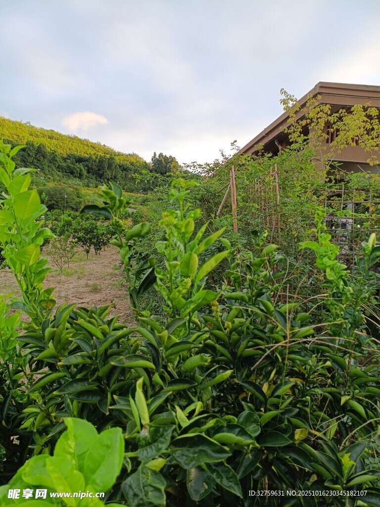 田园绿植景观
