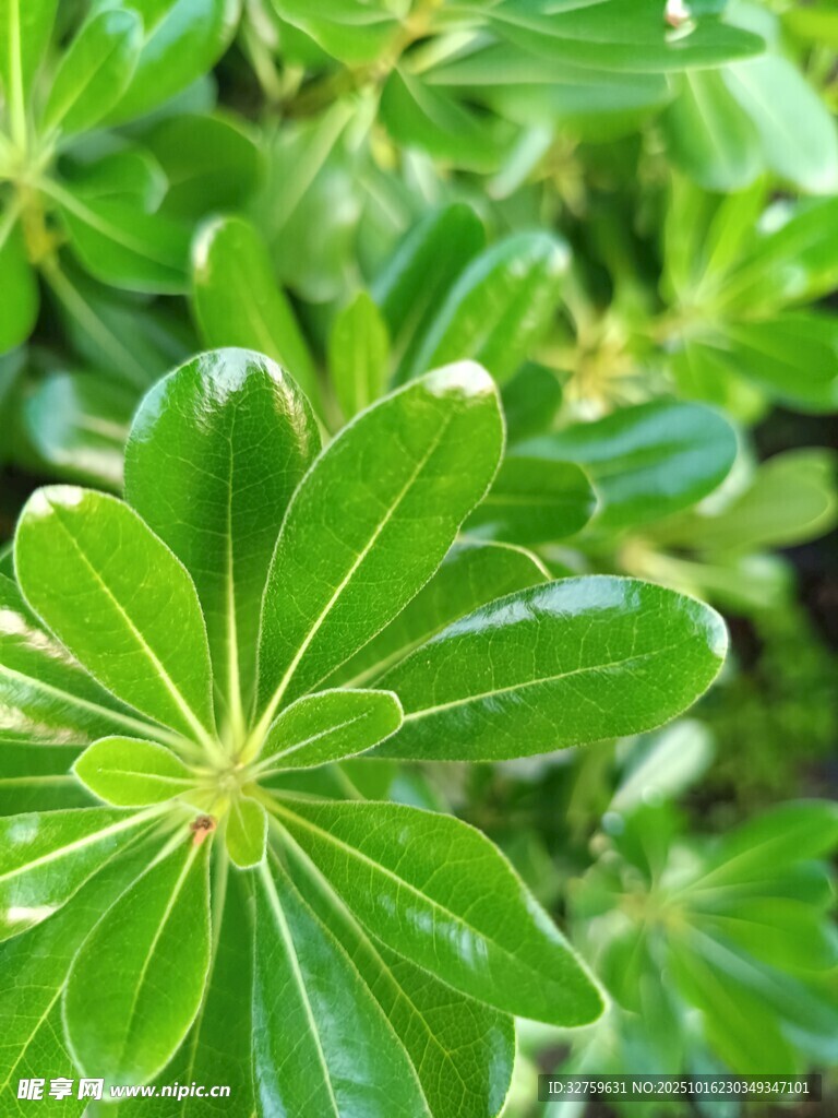 翠绿叶片的植物特写