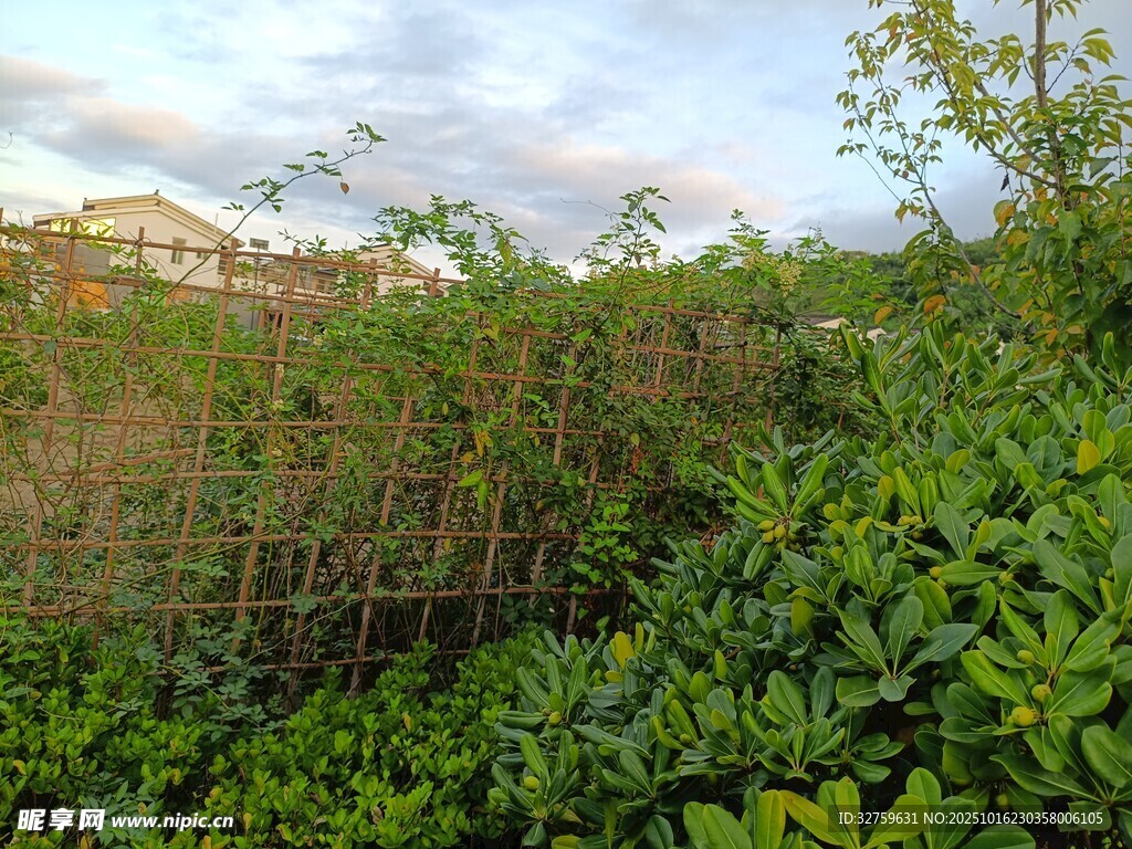 户外绿植与竹围栏景观