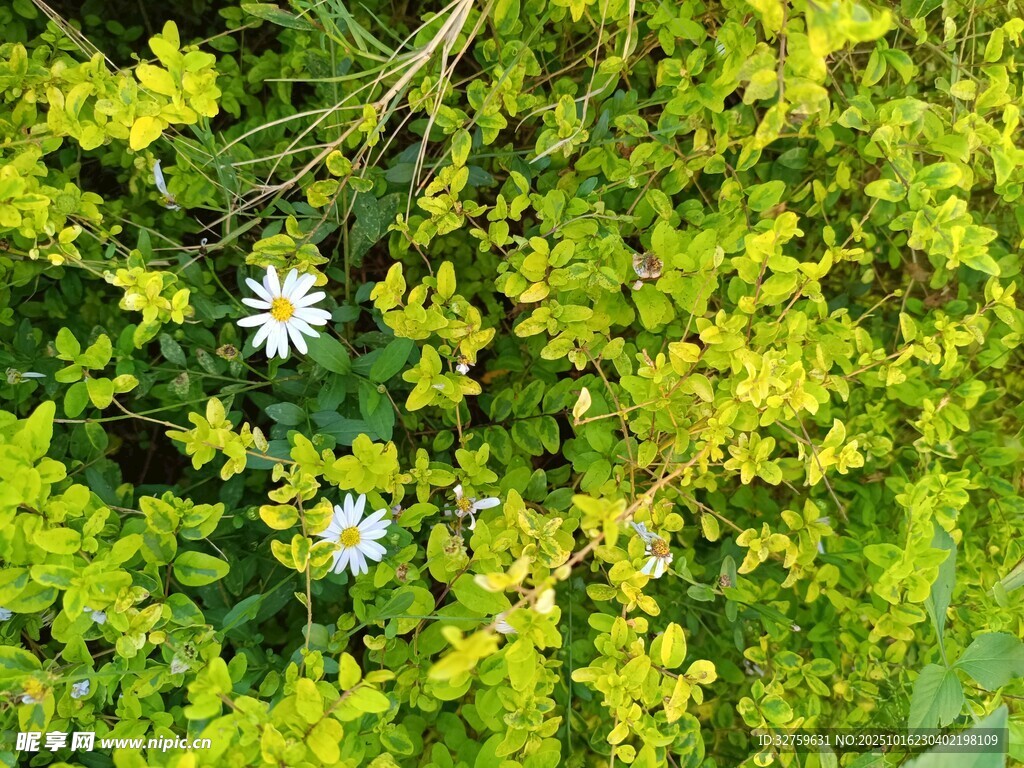 绿叶丛中的白色小雏菊