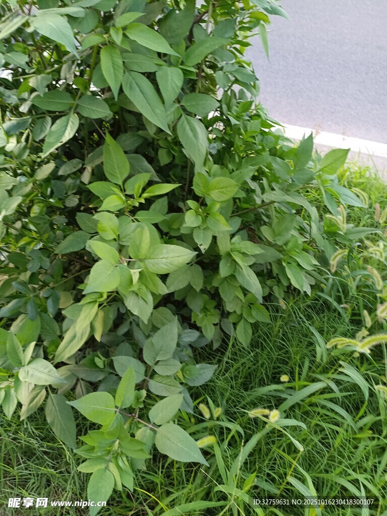 路边茂盛的绿色植物
