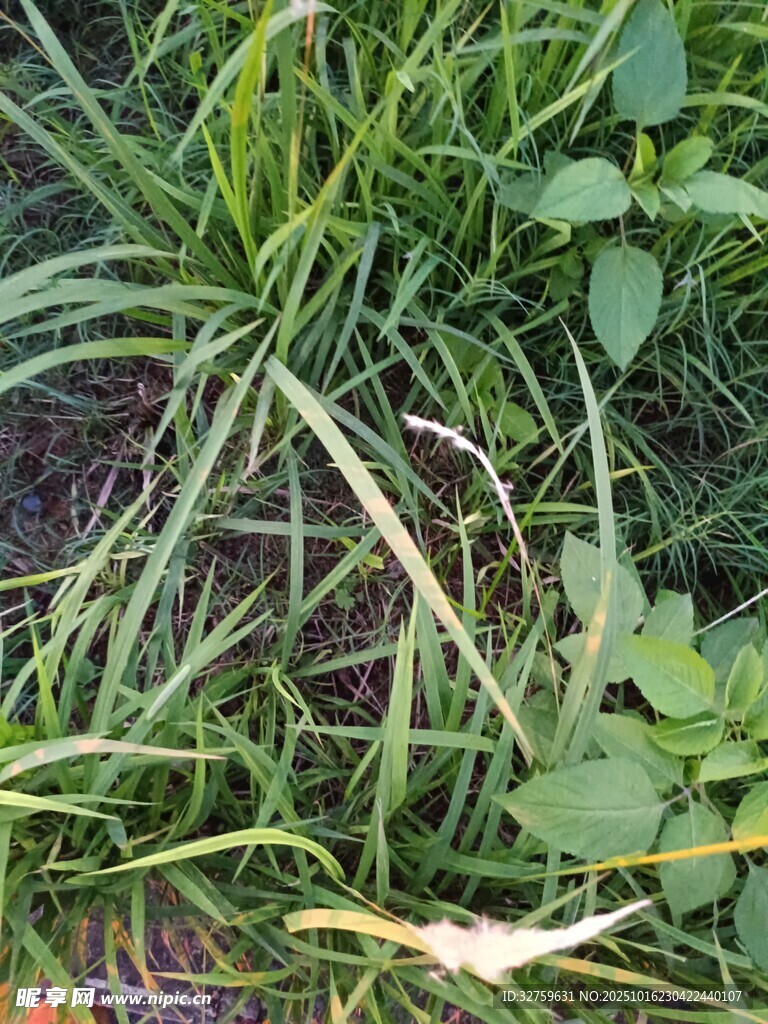 草丛中的多样绿色植物
