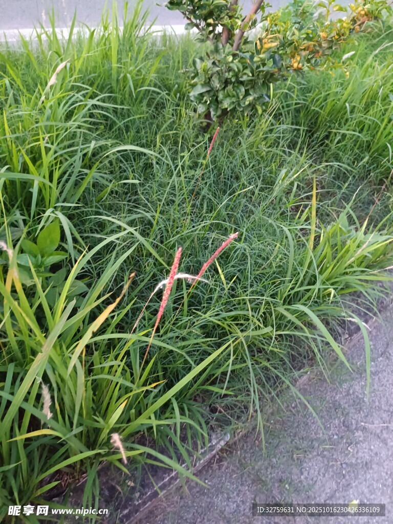 雨中葱郁草地