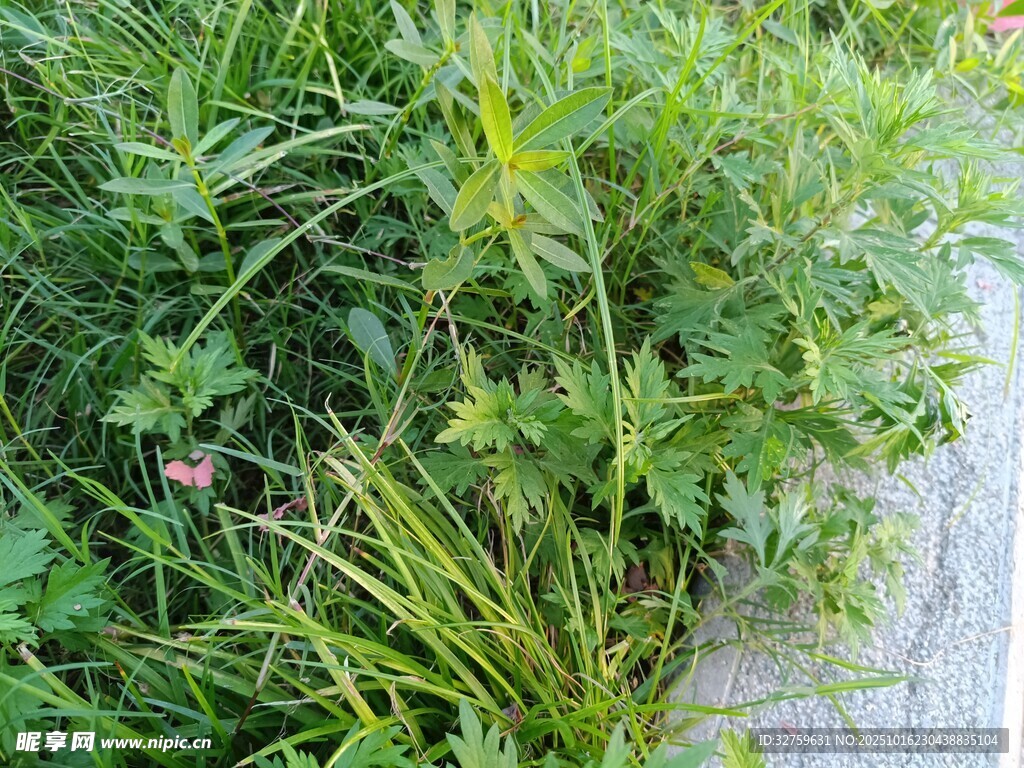 路边的繁茂绿植