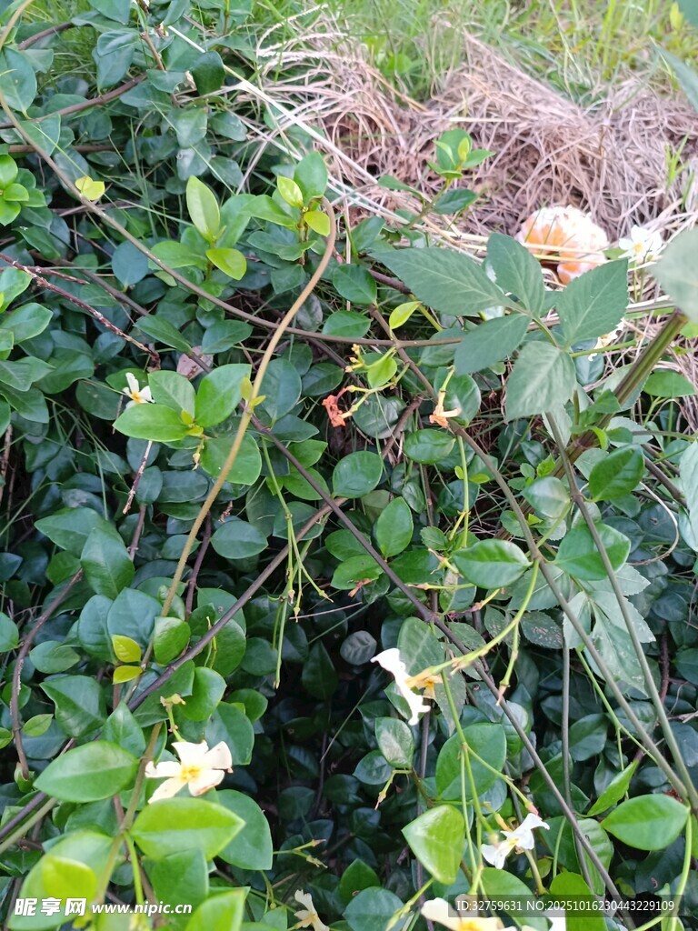 草丛中的野花与绿植
