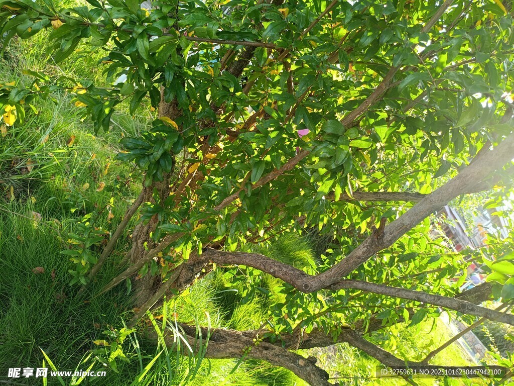 阳光照耀下的繁茂树枝