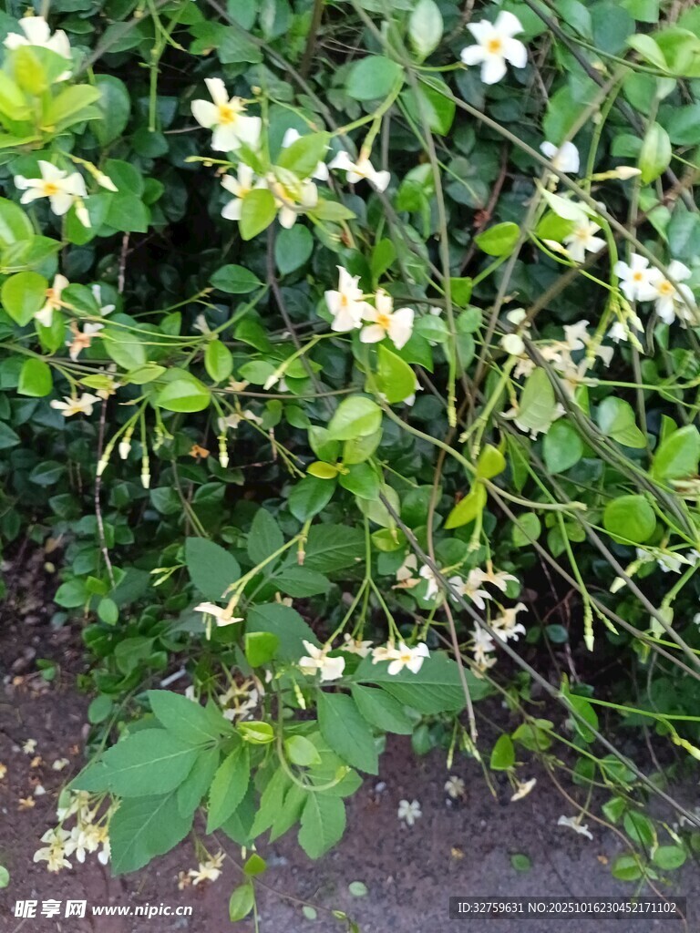 绿叶间绽放的白色小花