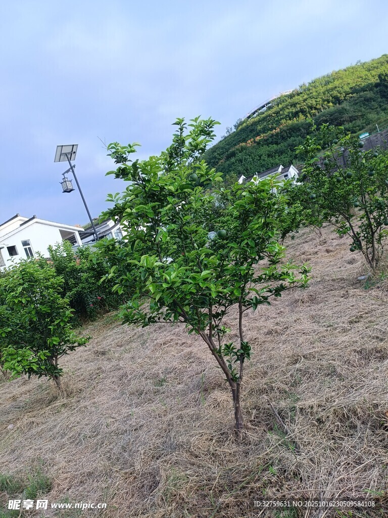 山坡上的绿树与远处建筑