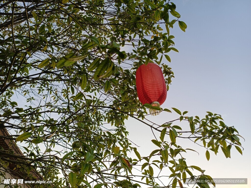 树上红灯笼 