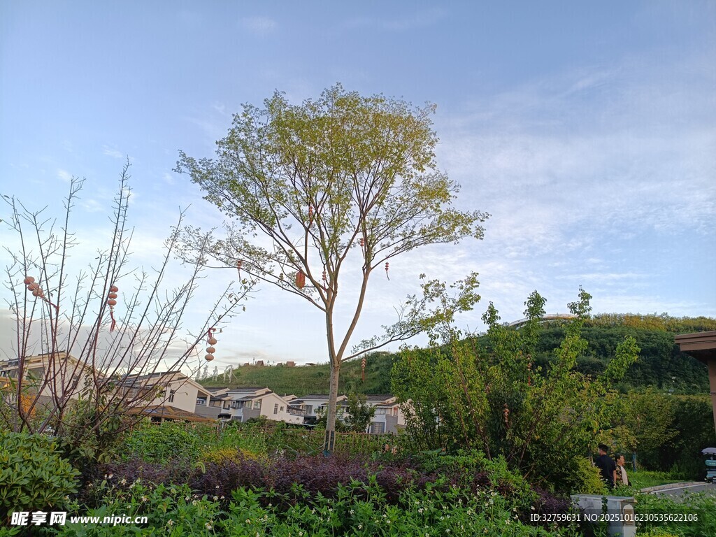 户外绿树与自然景致