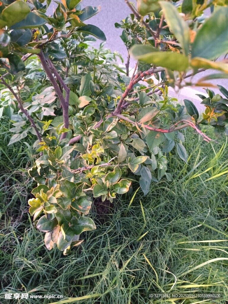 绿叶间的多彩植物景观