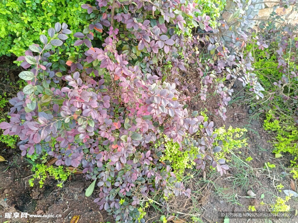 多彩枝叶植物景观