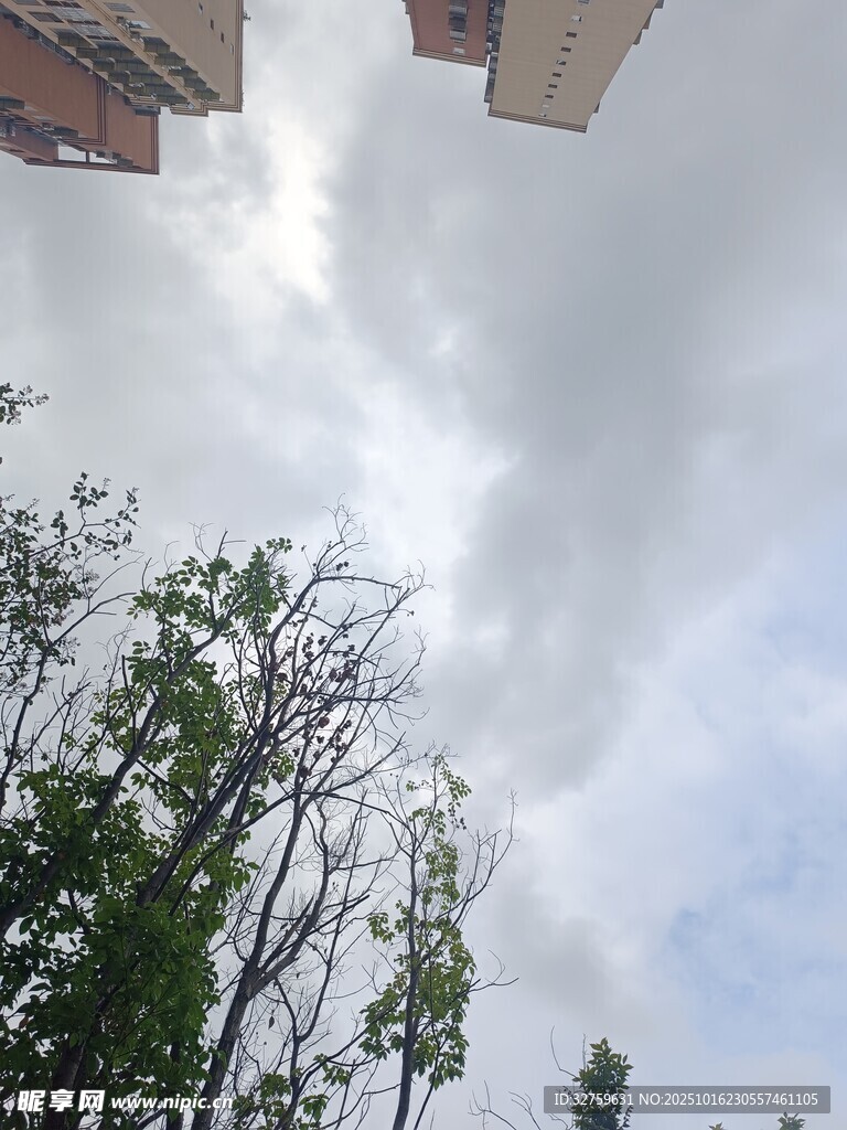 仰视城市中的树木与天空