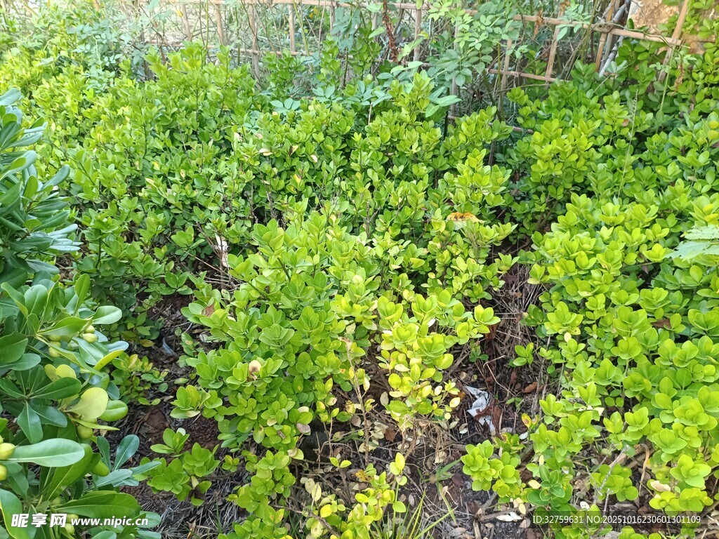 绿意盎然的植物景观