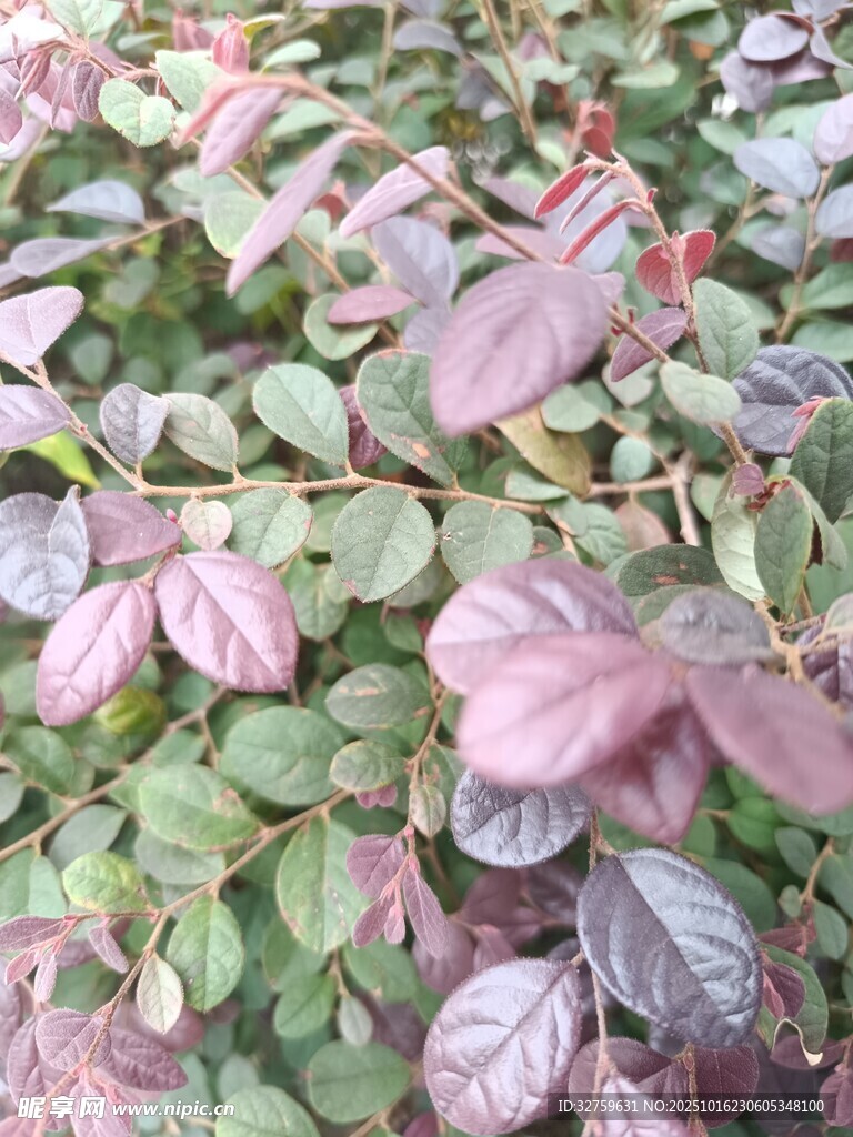 紫叶植物特写