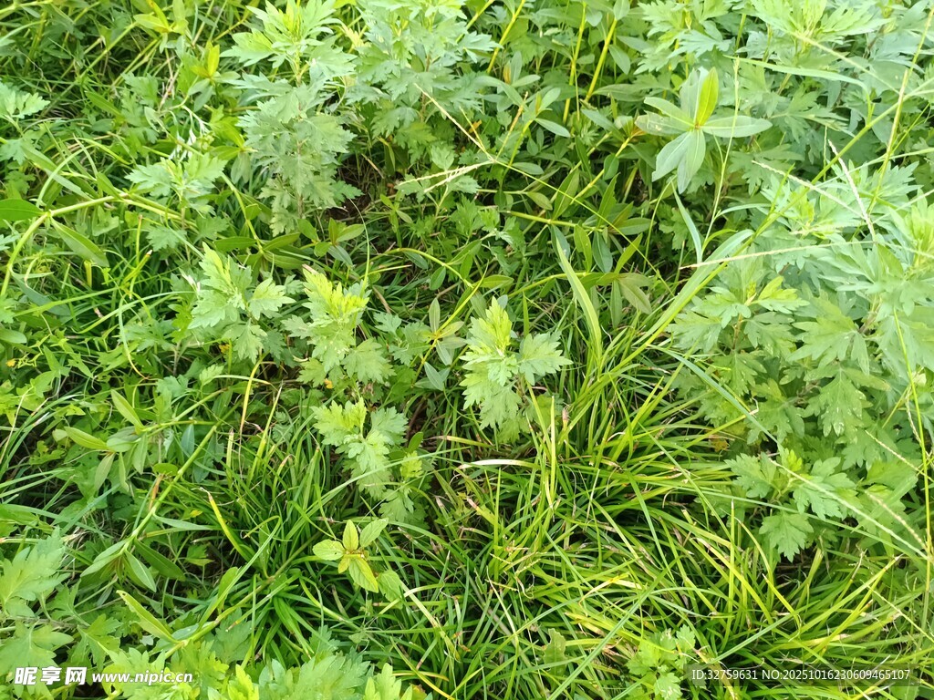 繁茂的绿色草地植物
