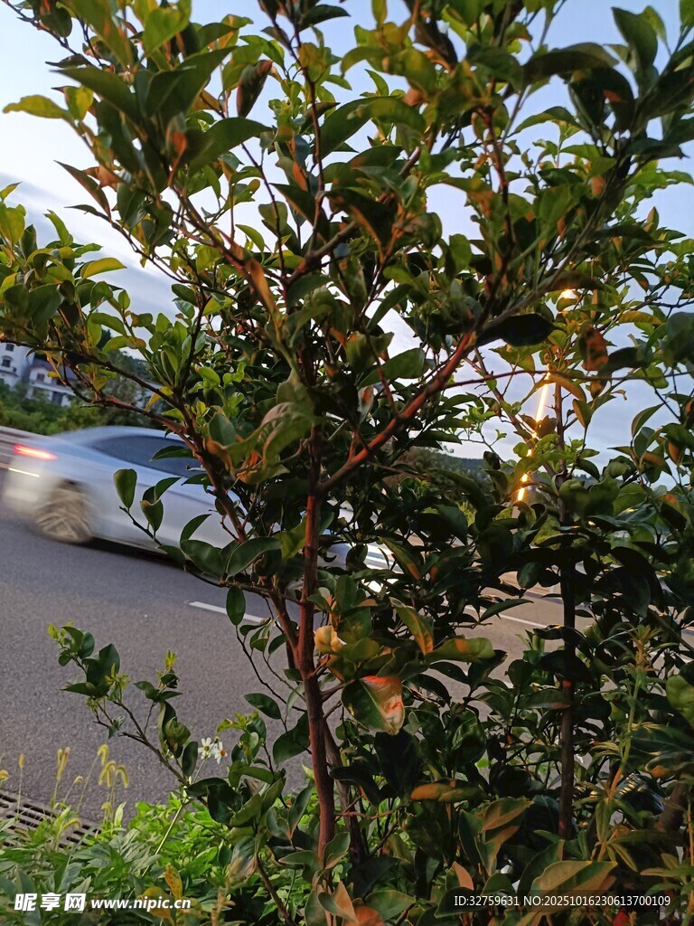 路边绿植与模糊背景车辆