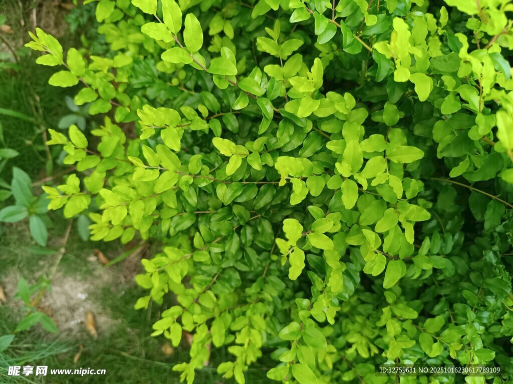 翠绿繁茂的生机植物