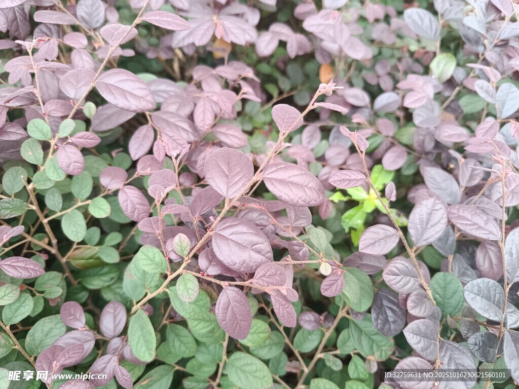紫叶小檗植物特写