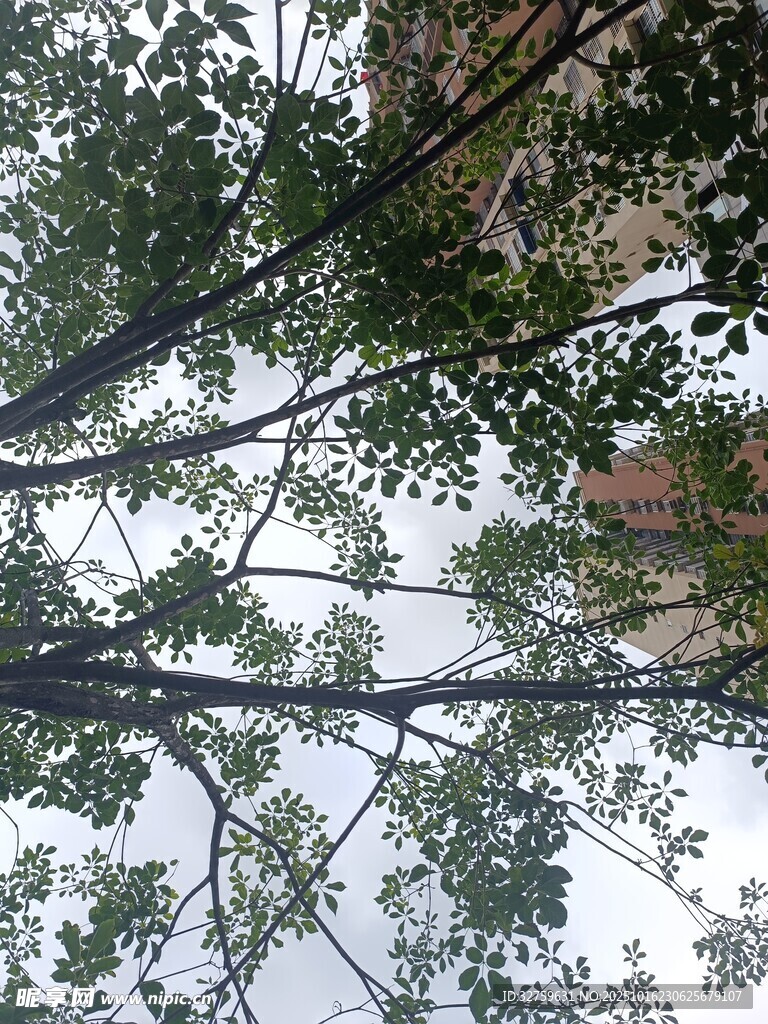 仰视繁茂树枝与天空