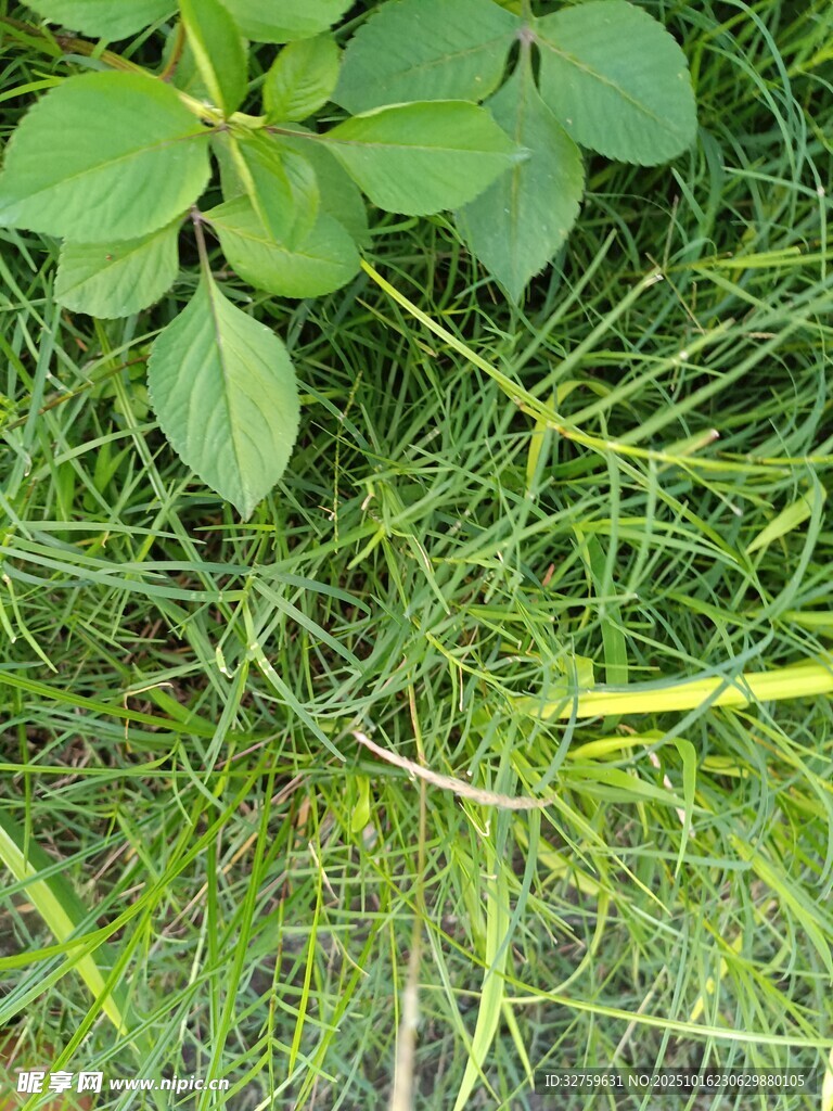 嫩绿草地与新生植物