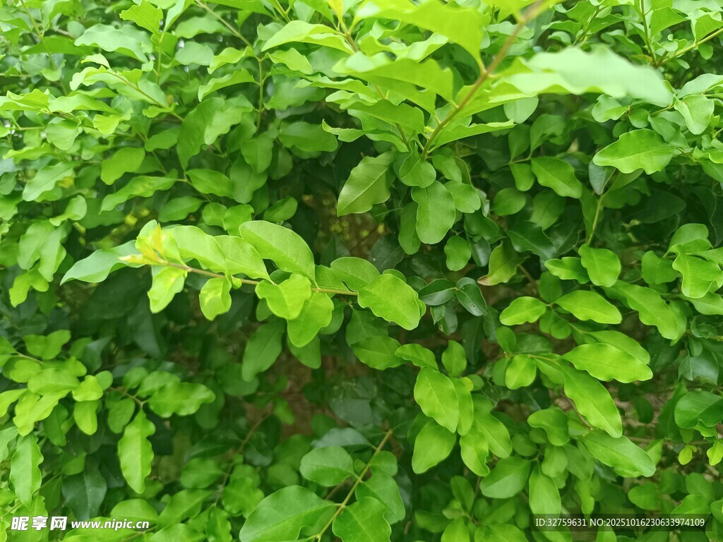 翠绿繁茂的植物叶片