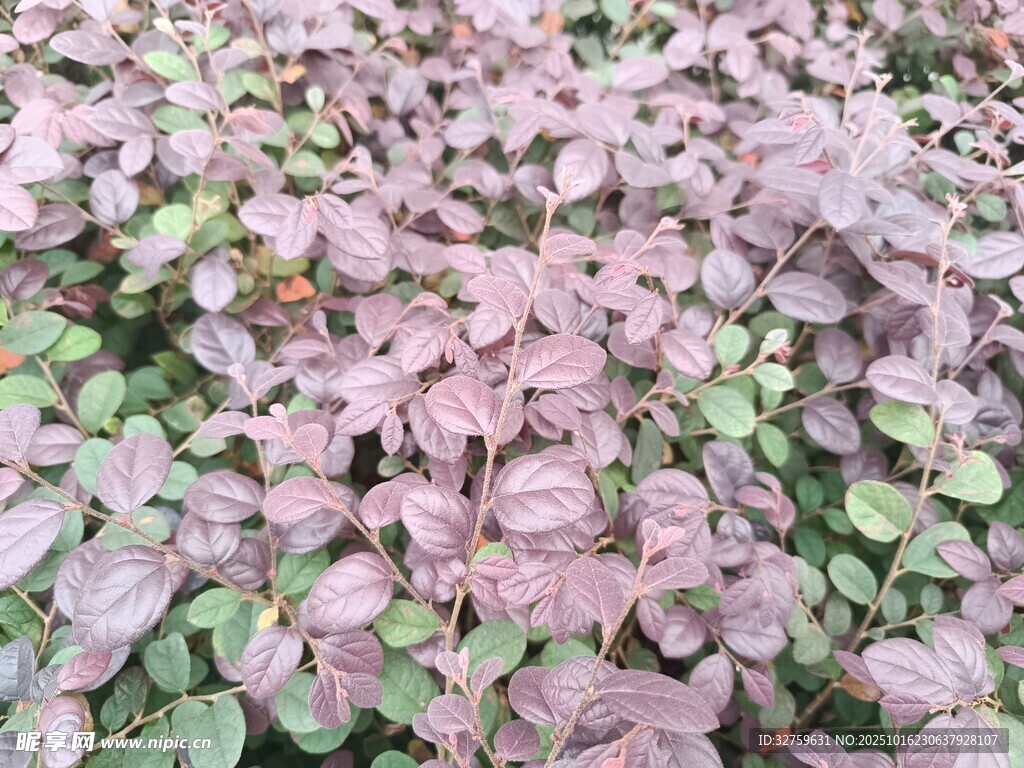 粉色叶片植物特写