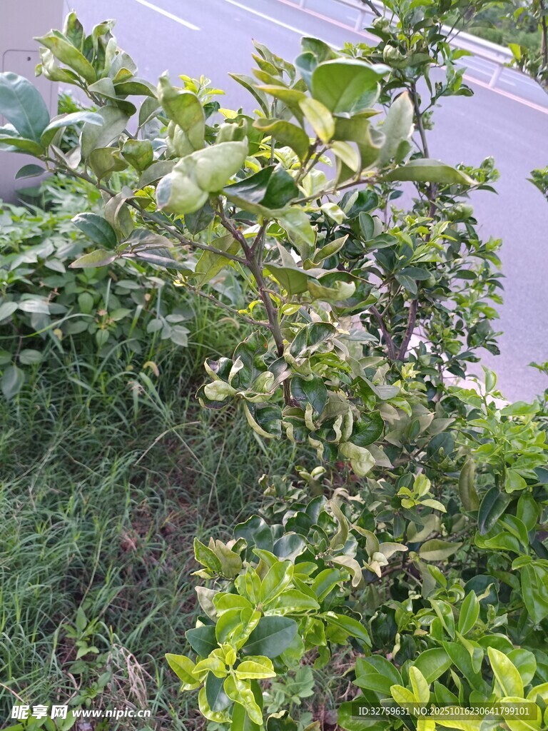 绿叶繁茂的植物景观