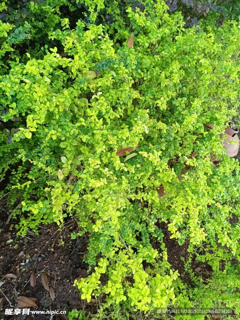 翠绿繁茂的丛生植物