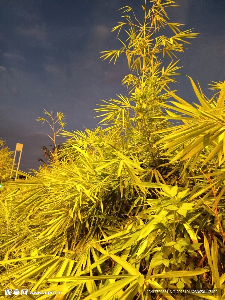 夜幕下的金黄植物