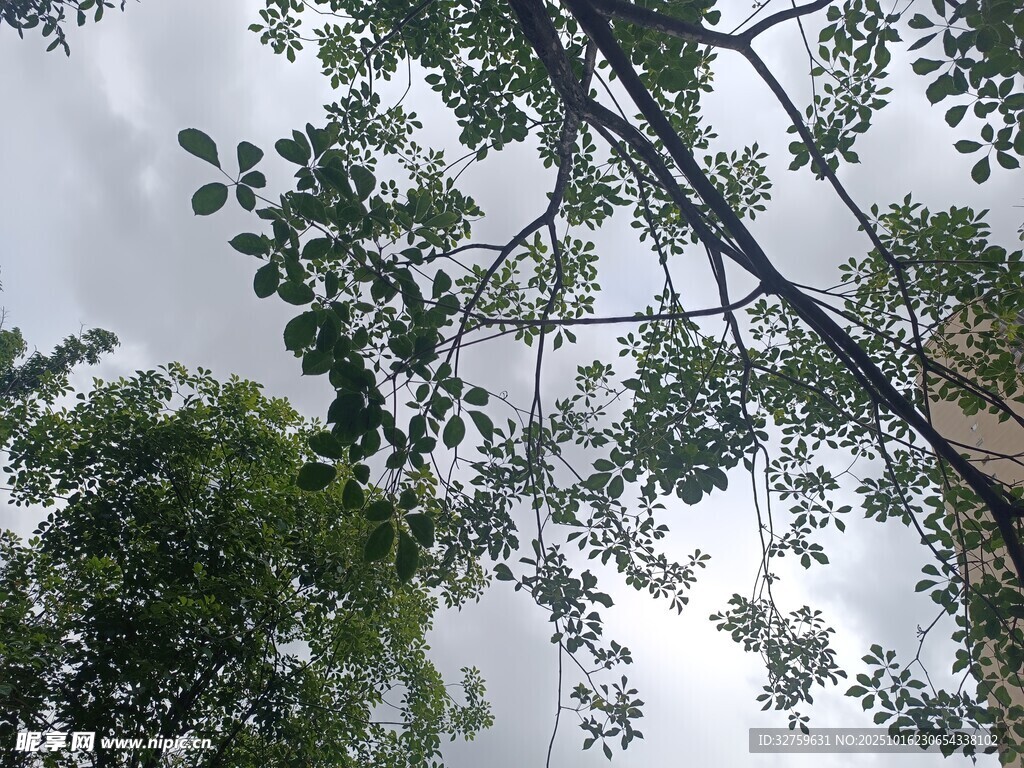 仰视繁茂枝叶