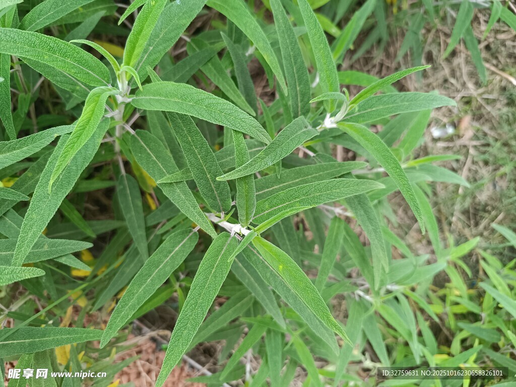 绿叶白花的植物特写