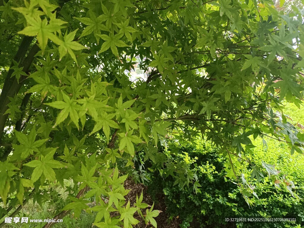 翠绿枫叶树的繁茂景致
